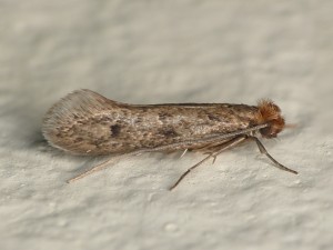 Moth image