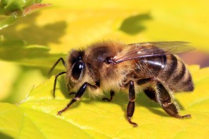 Honey Bee_Credit-Charlesjsharp_SharpPhotography